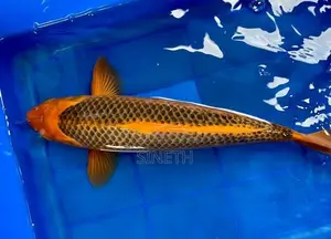 Koi Fish