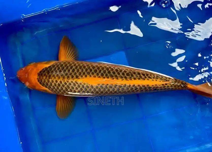 Koi Fish