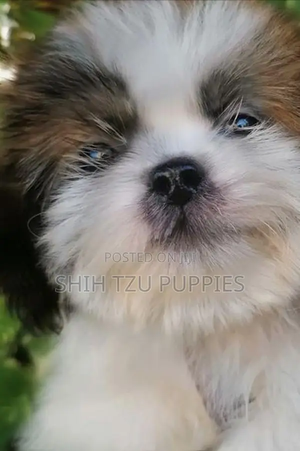 Shih Tzu Male Female Puppies