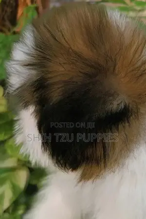 Shih Tzu Male Female Puppies