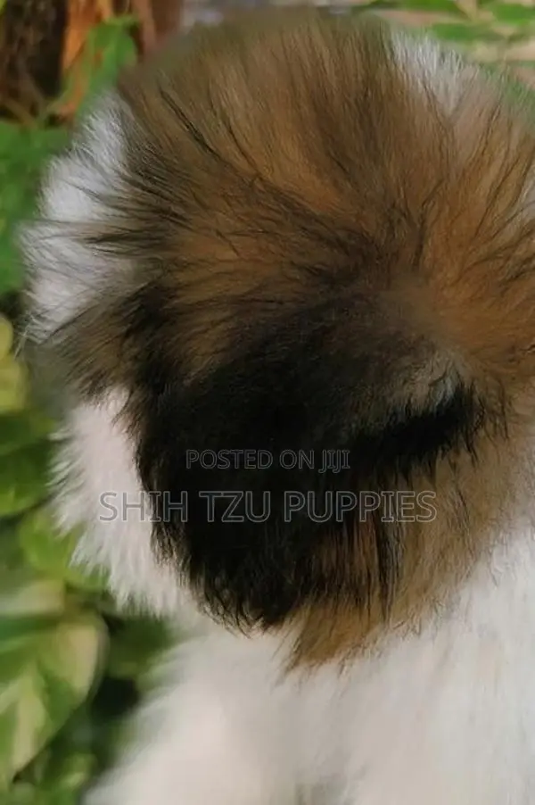 Shih Tzu Male Female Puppies