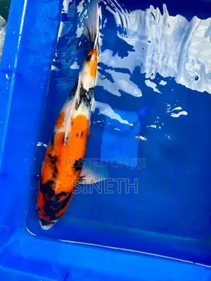 Koi Fish