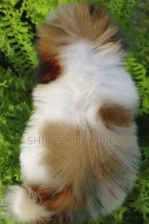 Shih Tzu Male Female Puppies