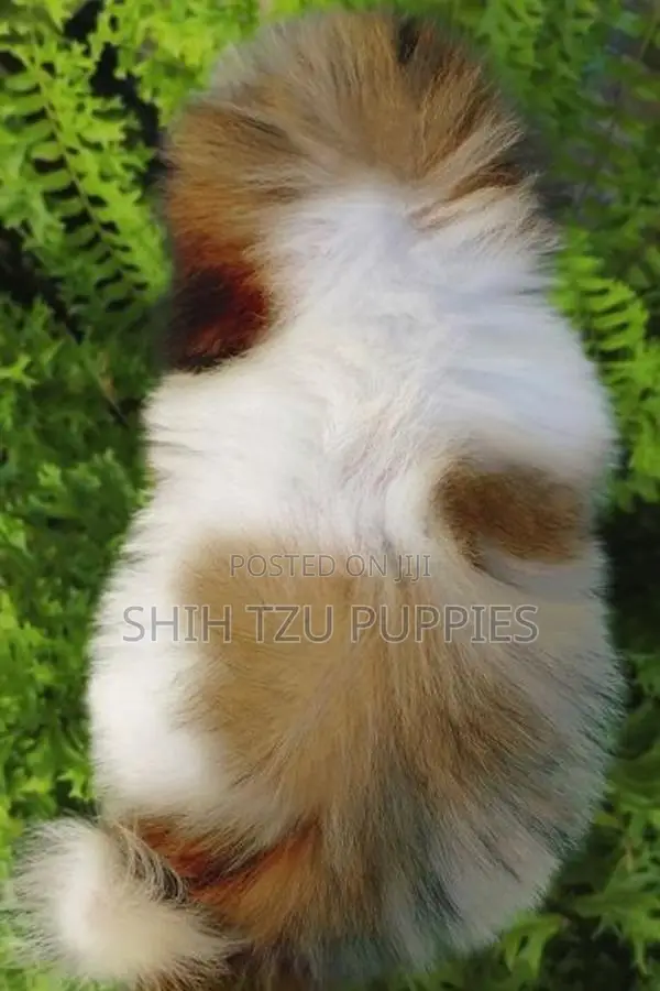 Shih Tzu Male Female Puppies