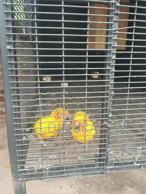 Sun Conure Bird