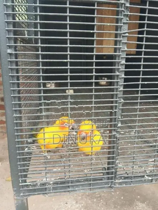 Sun Conure Bird