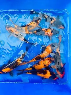 Koi Fish