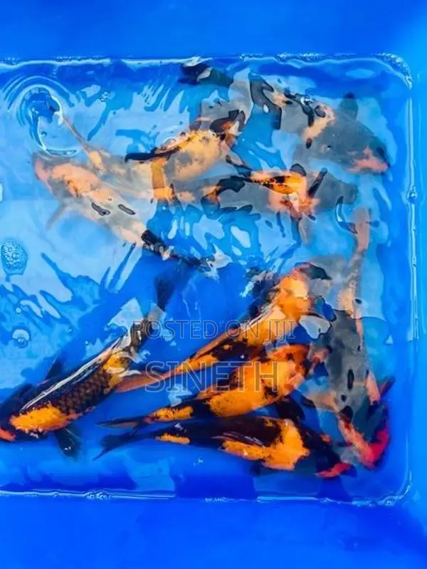 Koi Fish