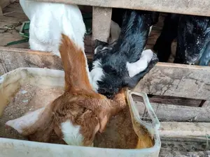 Baby Goats
