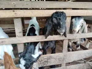 Baby Goats