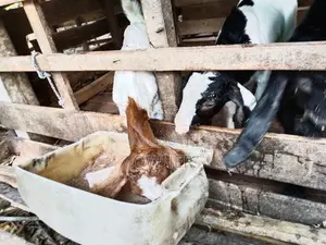 Baby Goats