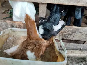 Baby Goats