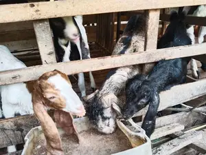 Baby Goats