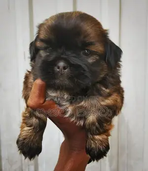 Shih Tzu Puppy
