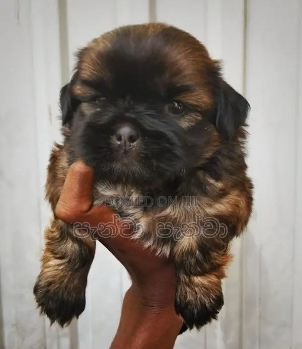Shih Tzu Puppy
