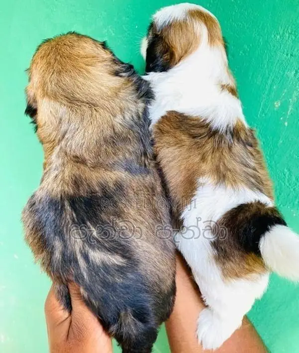 Shih Tzu Puppy