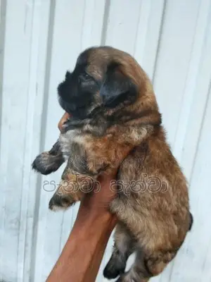 Shih Tzu Puppy