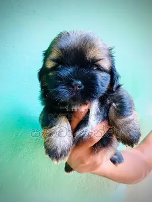 Shih Tzu Puppy