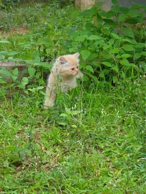 Persian Kittens
