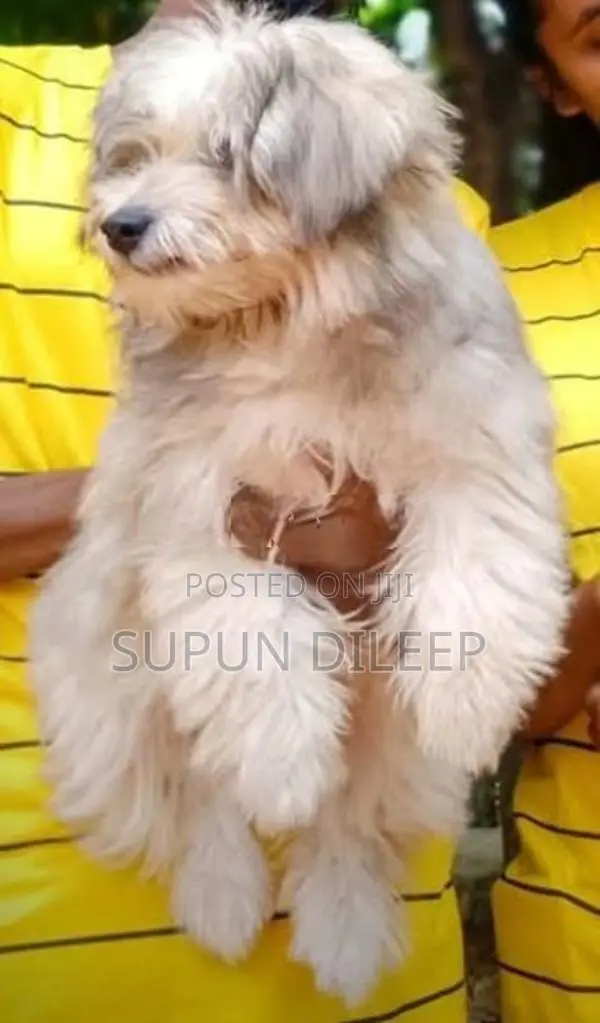 Terry Puppy