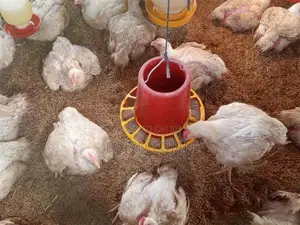 Farm Chicken