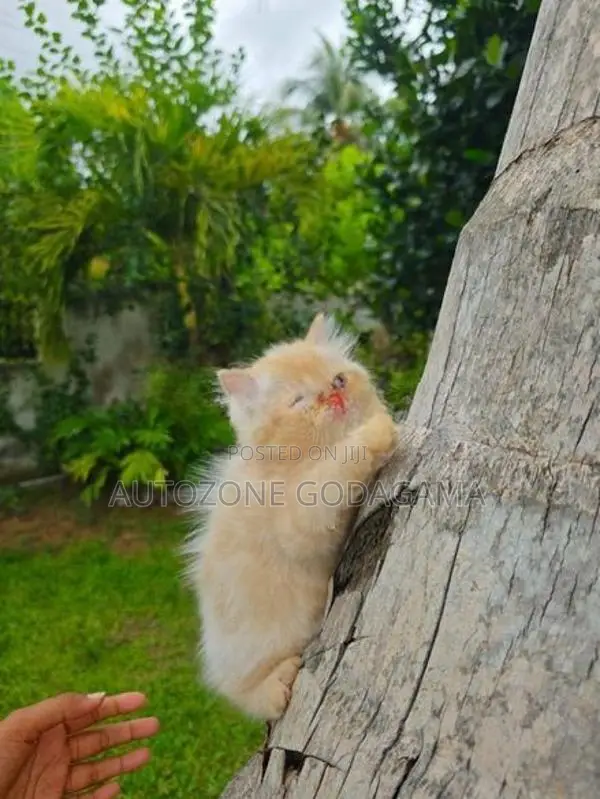 Persian Kittens