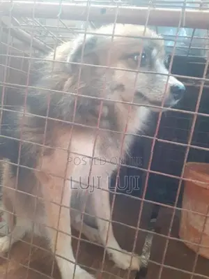 Pomanariyan Puppy