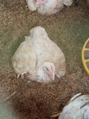 Farm Chicken