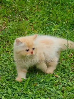 Persian Kittens