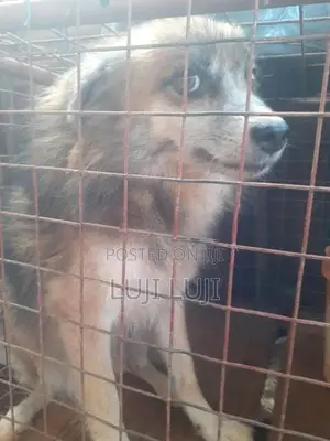 Pomanariyan Puppy