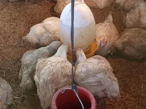 Farm Chicken