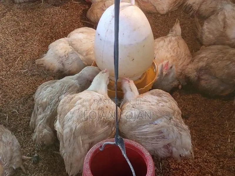 Farm Chicken