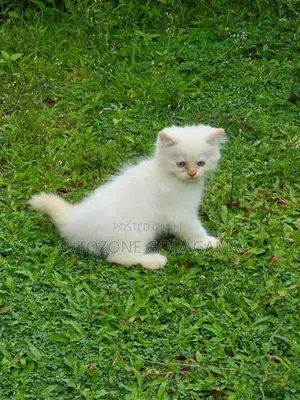 Persian Kittens