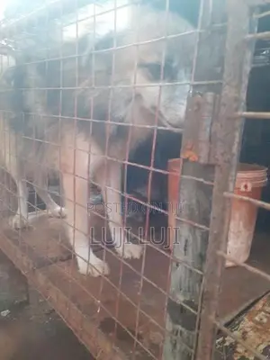 Pomanariyan Puppy