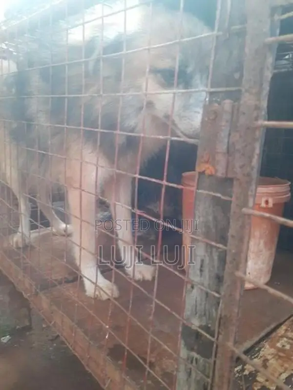 Pomanariyan Puppy