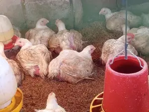 Farm Chicken