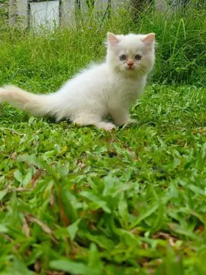 Persian Kittens
