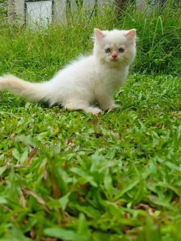 Persian Kittens