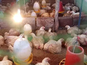 Farm Chicken