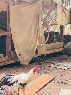 Farm Chicken