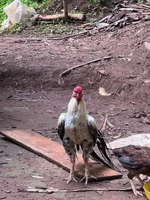 Farm Chicken