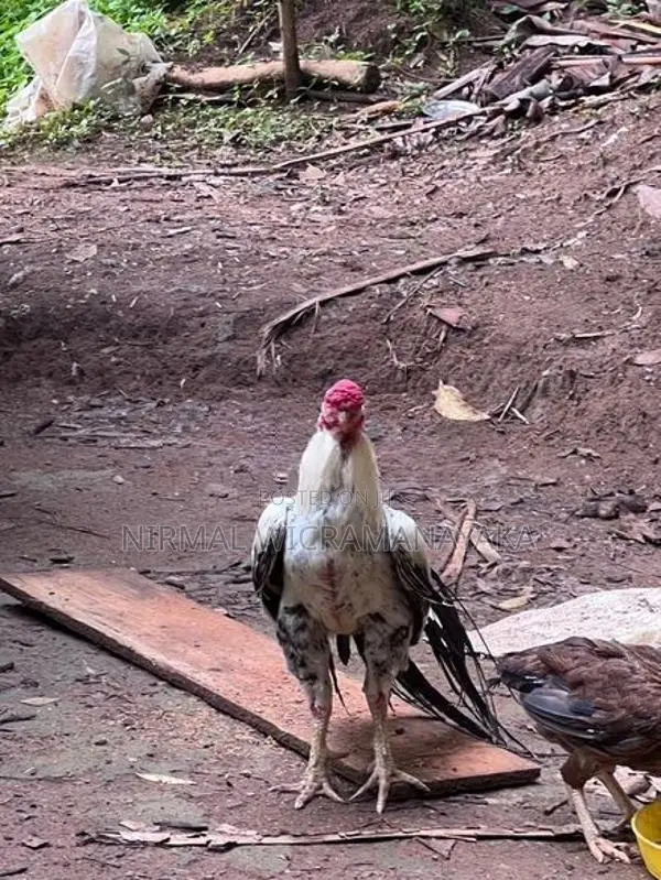 Farm Chicken