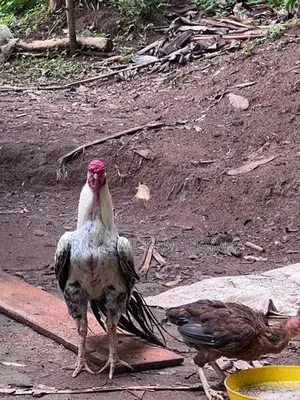Farm Chicken