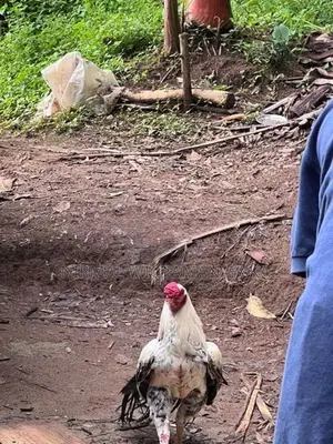 Farm Chicken