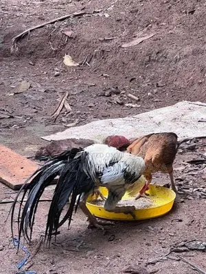 Farm Chicken