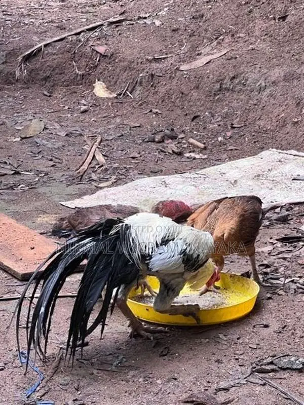 Farm Chicken