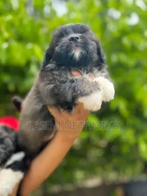 Shih Tzu male Puppy