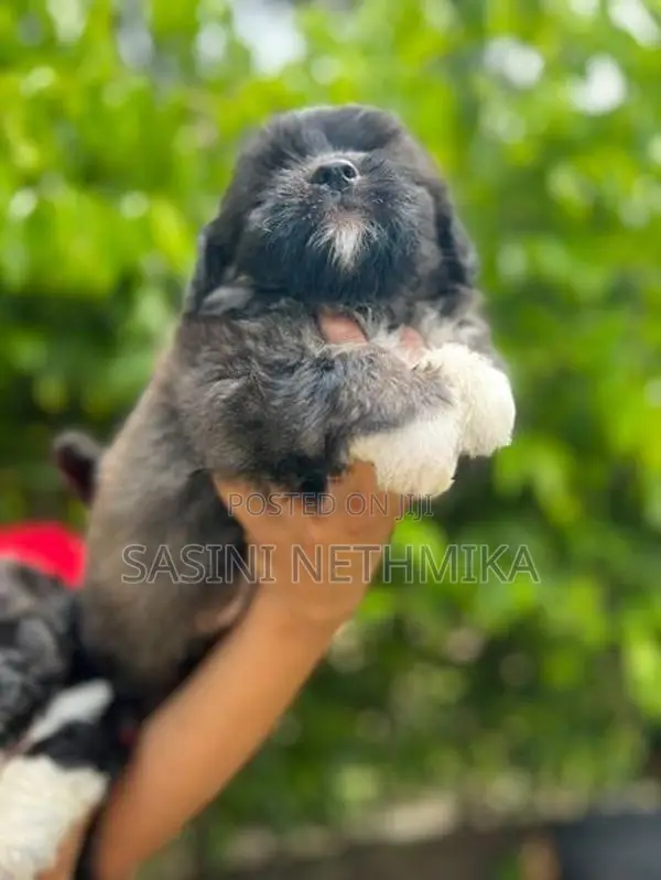 Shih Tzu male Puppy