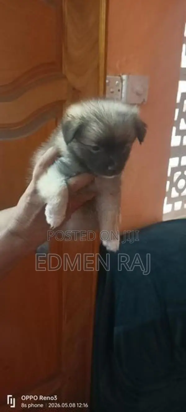 Lion Pomeranian