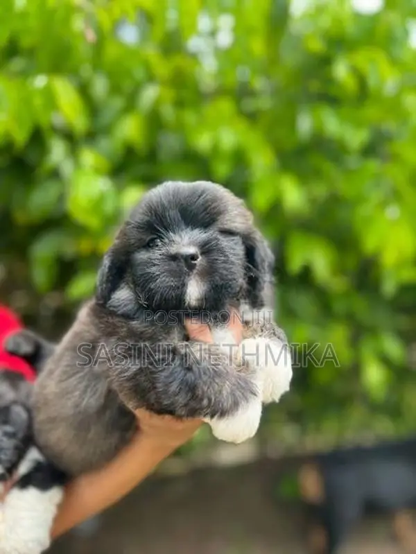 Shih Tzu male Puppy